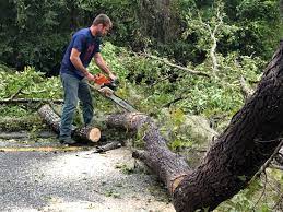 How Our Tree Care Process Works  in  Piermont, NY