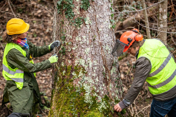 Professional Tree Services in Piermont, NY